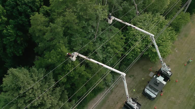 Best Tree Cabling and Bracing  in Marengo, IA