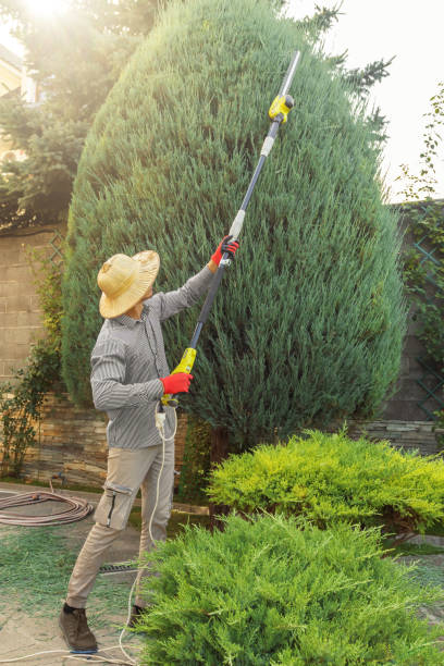 Best Tree Trimming and Pruning  in Marengo, IA