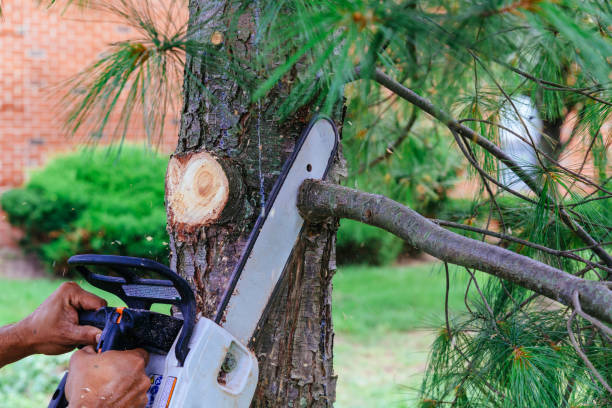 Best Tree Maintenance Programs  in Marengo, IA